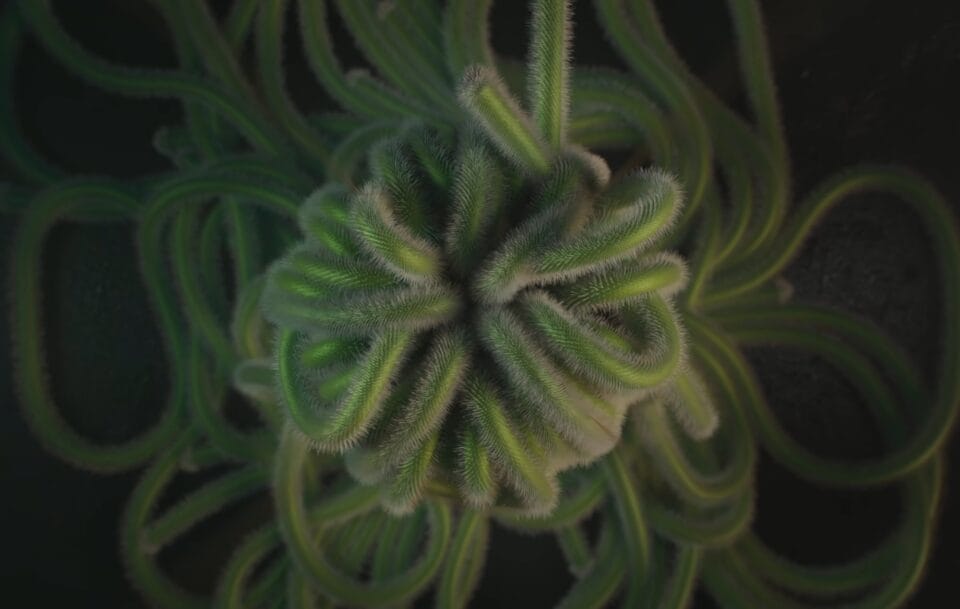 A Bizarre Animation Imagines Botanical Growth Gone Awry