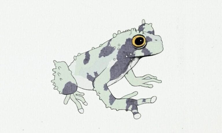 a still from an animated short of a hand-drawn green tree frog