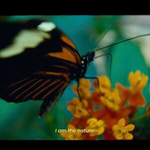 a still from the short documentary film 'I Am the Nature' featuring an orange-and-black butterfly on a flower with subtitle text that reads 