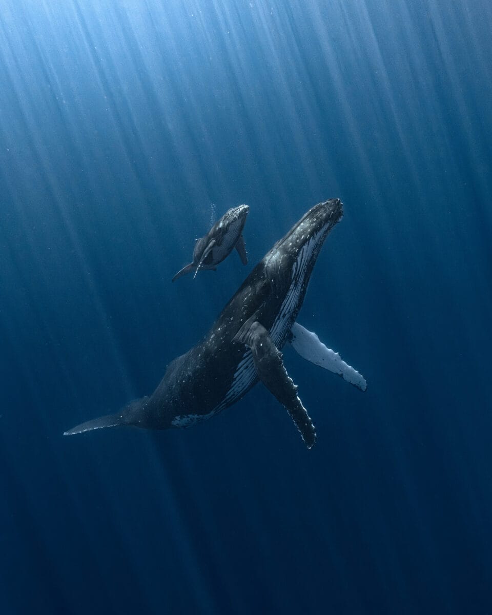 The Underwater Photographer of the Year Celebrates 60 Years of Wildlife Diversity