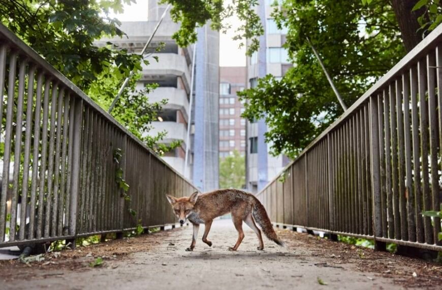 Home En 46 صورة لثعلب على جسر للمشاة في بريستول