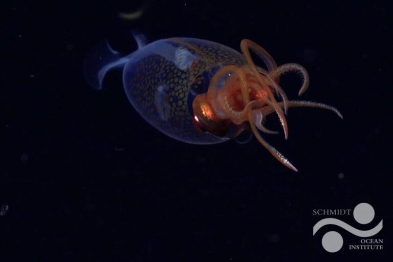 a baby colossal squid