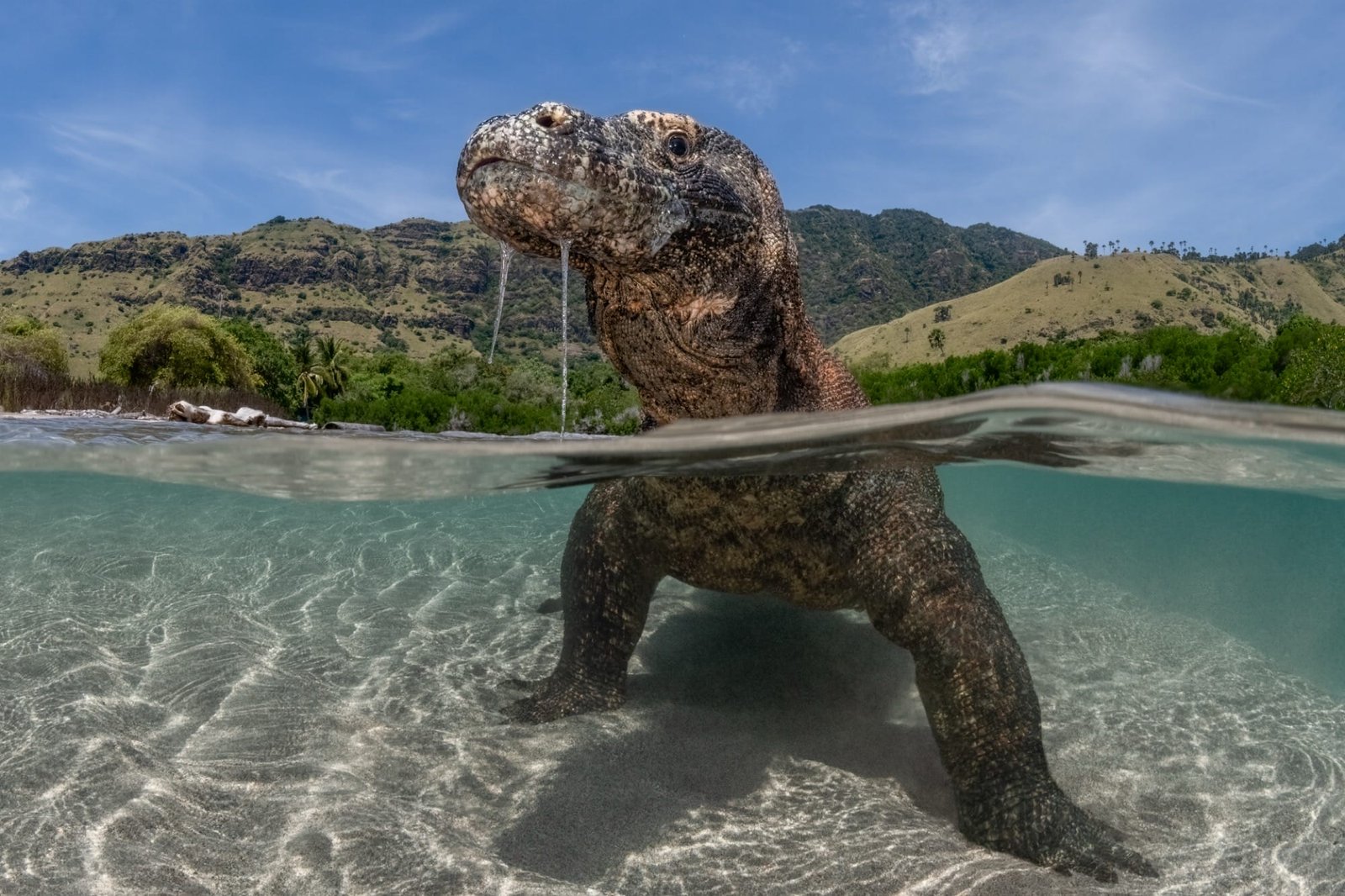 a Komodo dragon viewed up-close