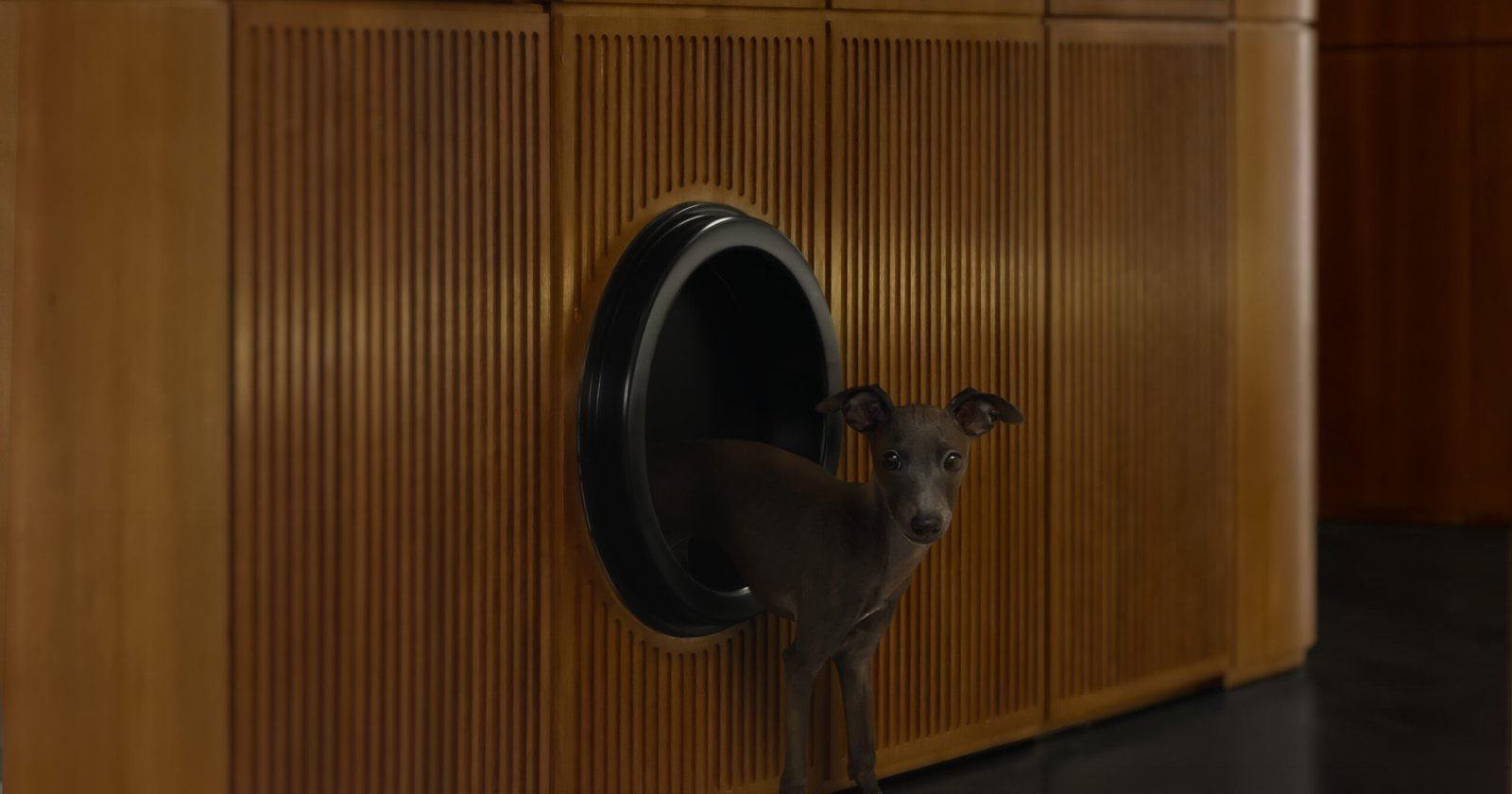 Sit, Stay, Play: 10 Spaces Made for Pets (and Their People) 1 Sit, Stay, Play: 10 Spaces Made for Pets (and Their People)