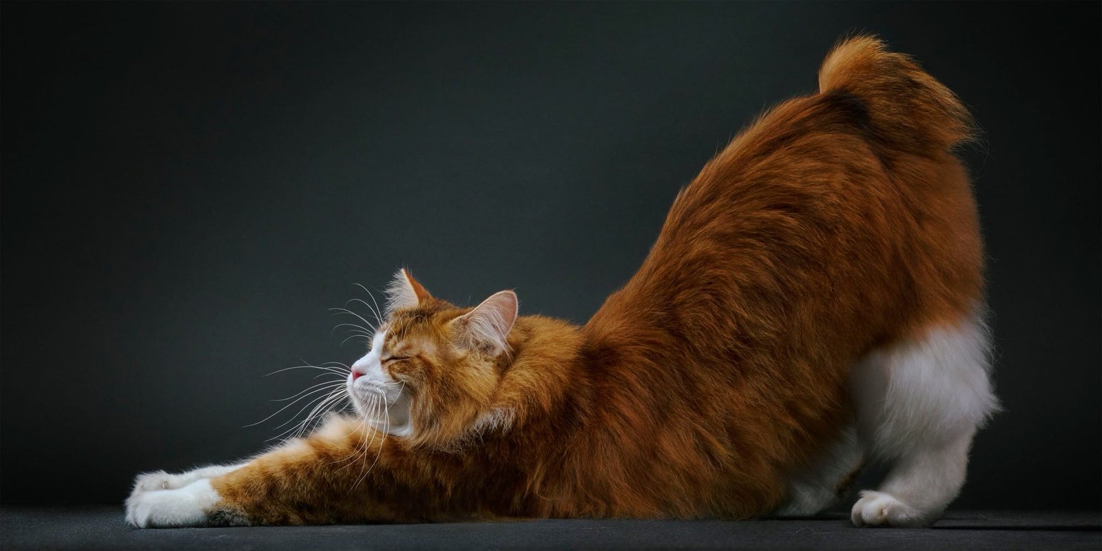 صورة لتيم فلاش من قطة أنيقة ذات الشعر الطويل والبرتقالي والأبيض أثناء امتدادها