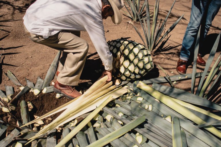 يتم حصاد نباتات الصبار