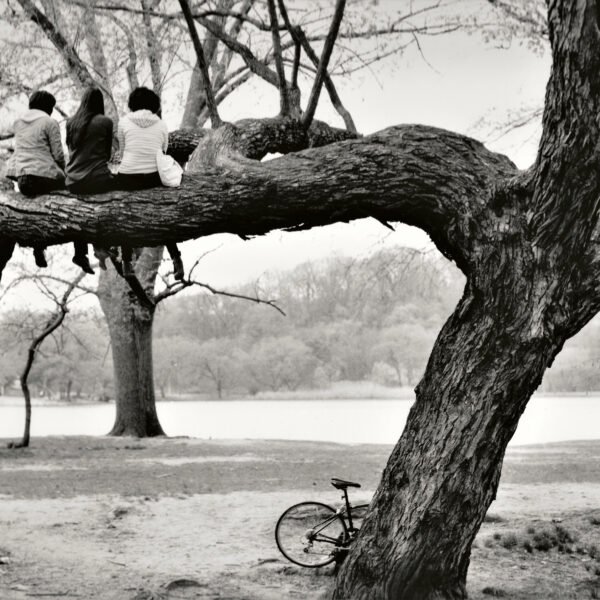 three women sitting in a tree