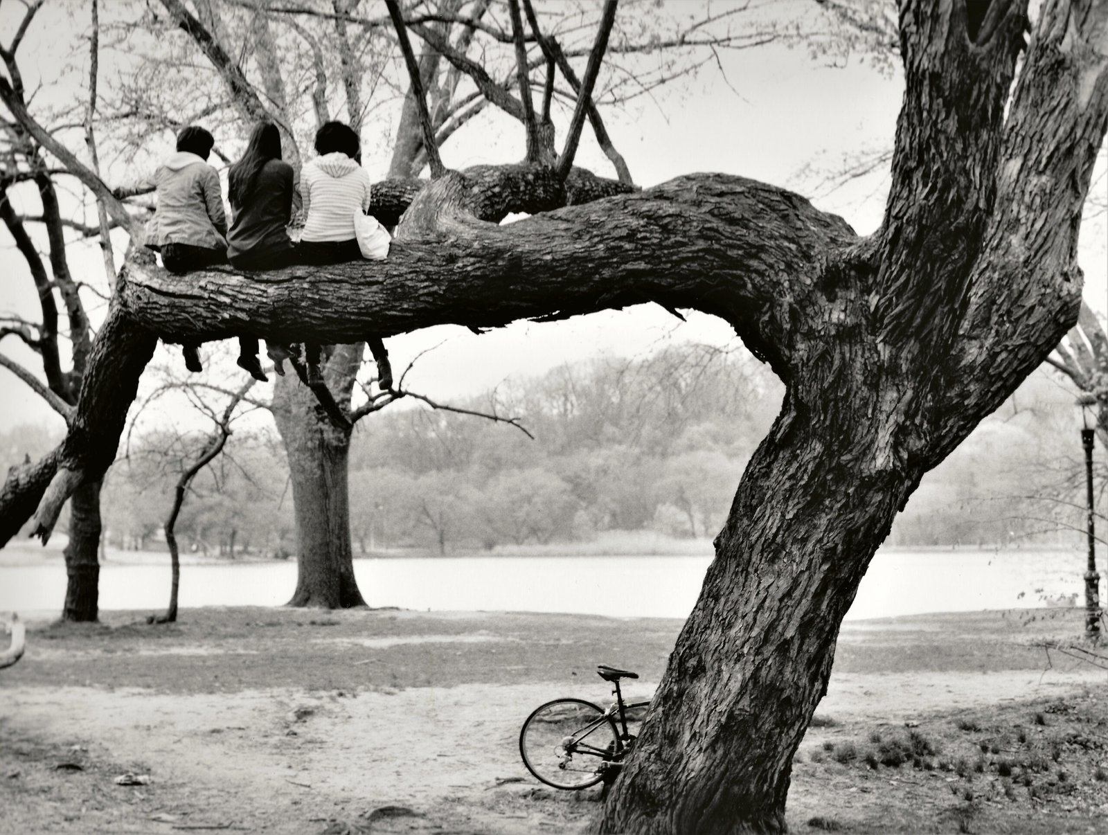 three women sitting in a tree