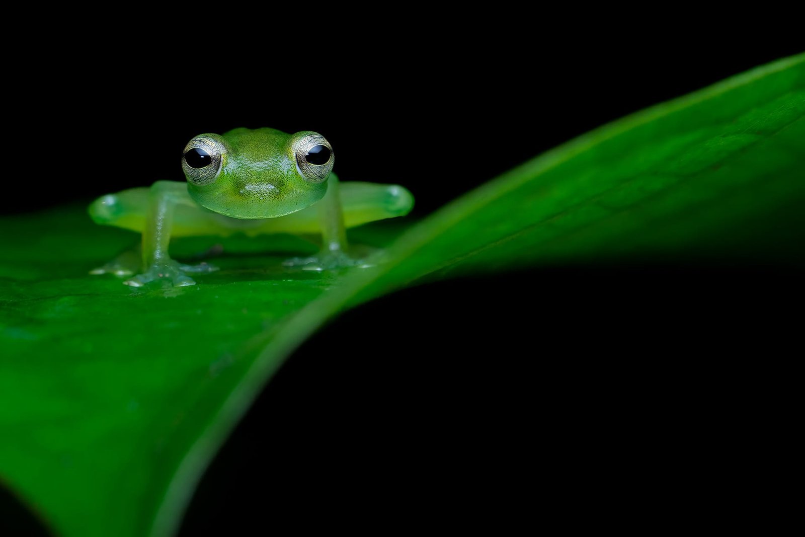 Close-Up Photographer of the Year Celebrates Minuscule Marvels and Delicate Details 1 a photo by Guillaume Correa-Pimpao of a green frog sitting on a leaf