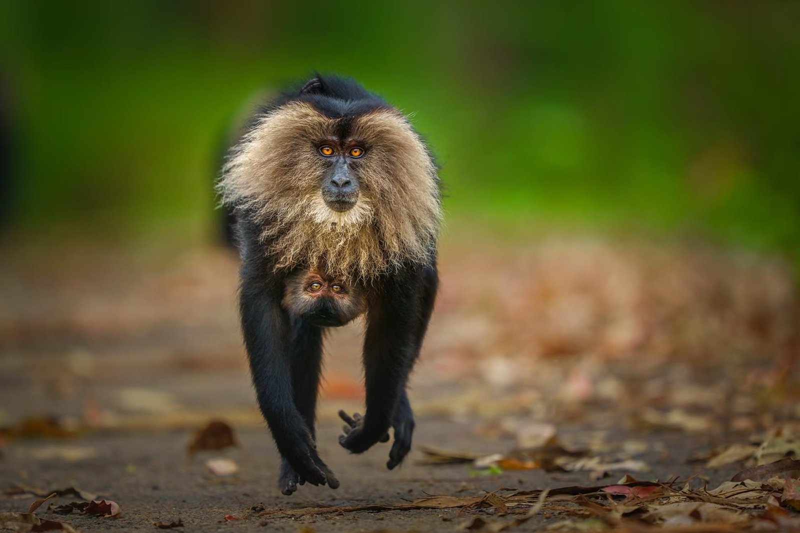 Vote for the 2025 Wildlife Photographer of the Year’s People’s Choice Award 1 The striking eyes of a curious lion-tailed macaque and its infant are on display as it races along a path.