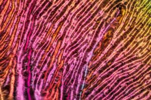 An ultra-macro close-up image of a prismatic insect wing