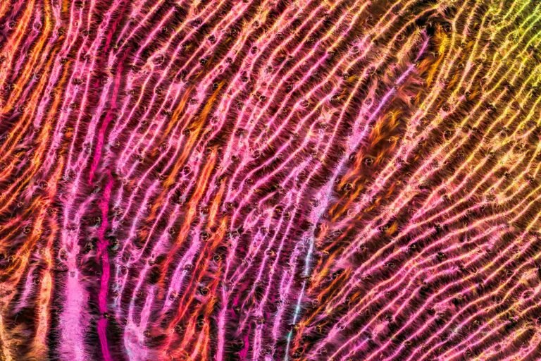 An ultra-macro close-up image of a prismatic insect wing