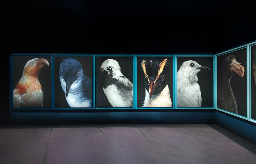birds become ecological loss portraits at new zealand pavilion